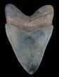 Serrated, Fossil Megalodon Tooth - Glossy Enamel #66203-1